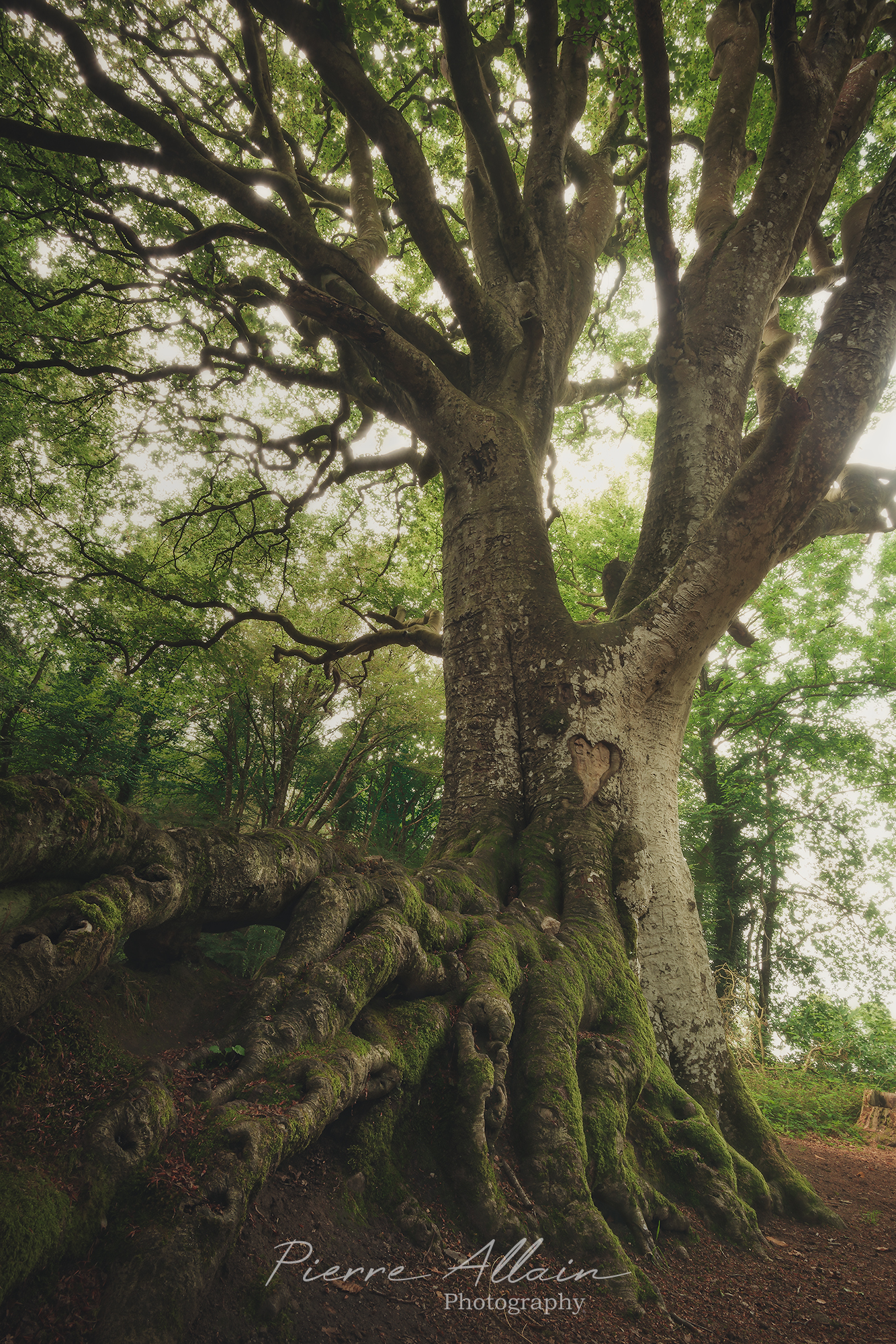 Arbre remarquable Hetre Bretagne avec un coeur gravé dans son écorce. Photographie de la flore de Bretagne
