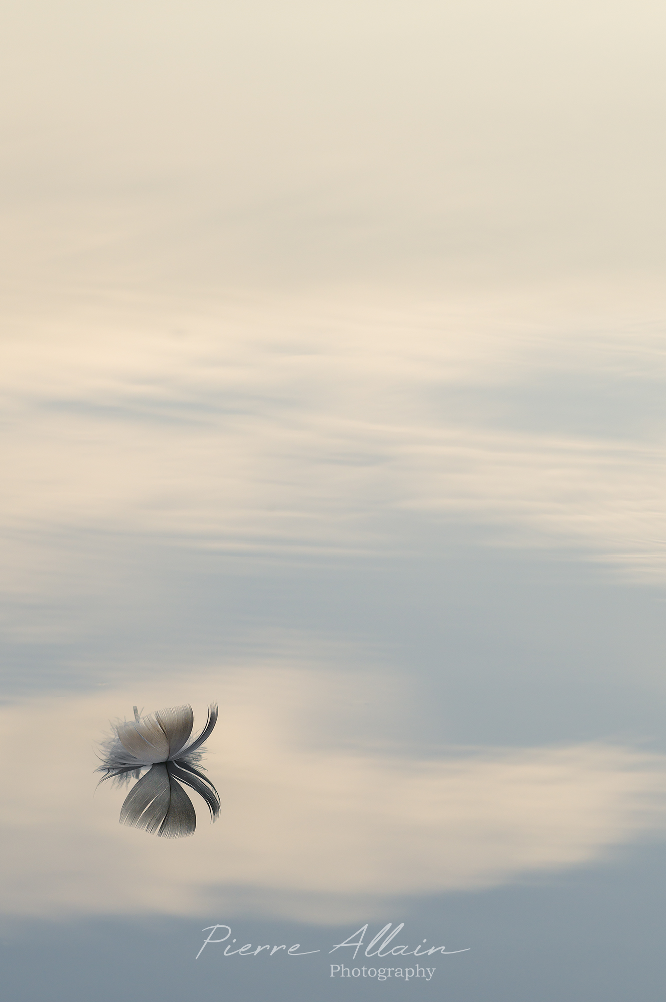 Photographie poétique d'une plume d'oiseau et son reflet minimaliste sur l'eau