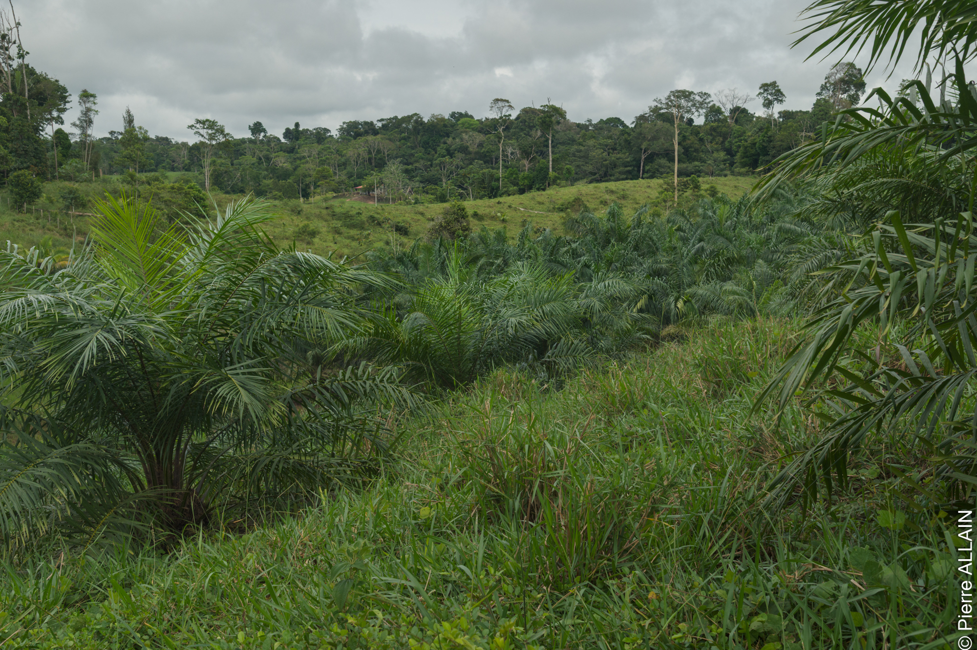 Déforestation dans la région de San Martín, montrant l'impact du défrichement sur l'habitat de la forêt tropicale humide