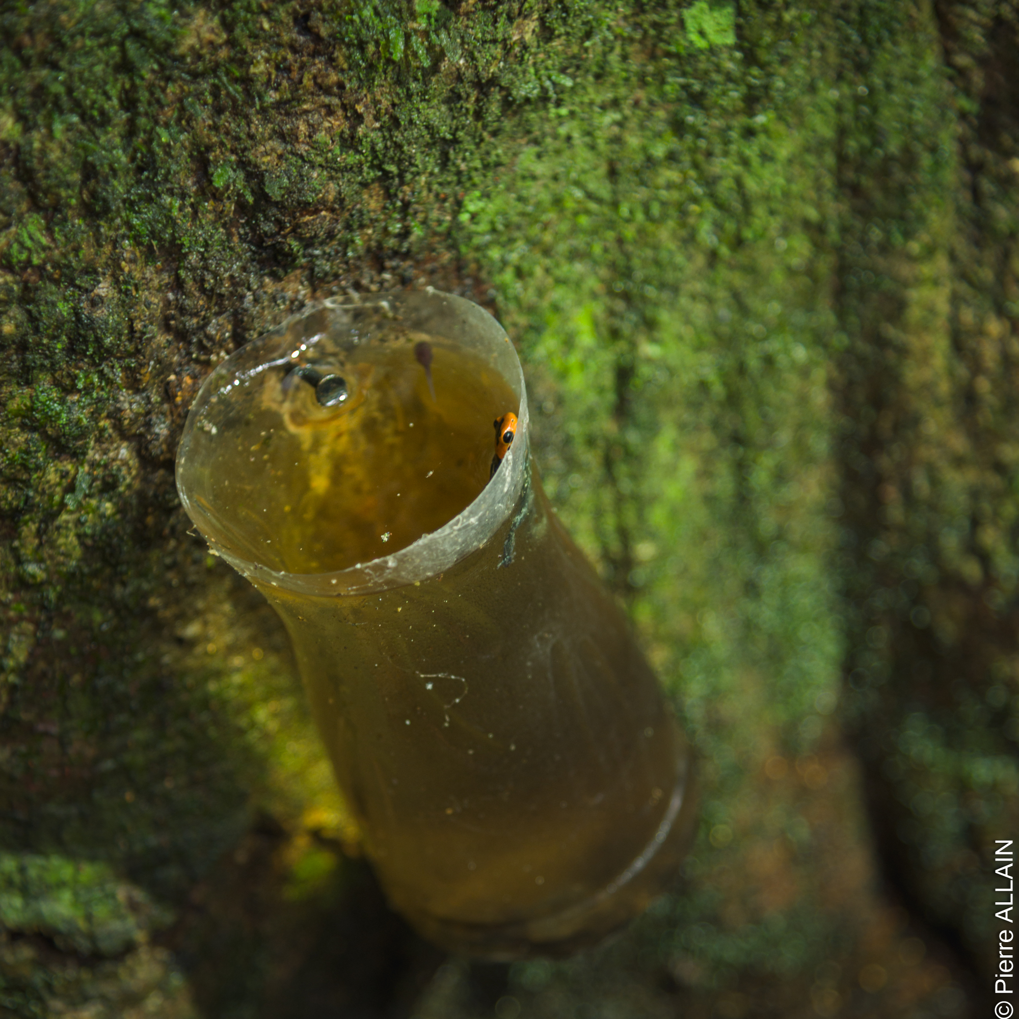 Exemple de phytotelmes artificiels utilisés pour favoriser la reproduction des dendrobates