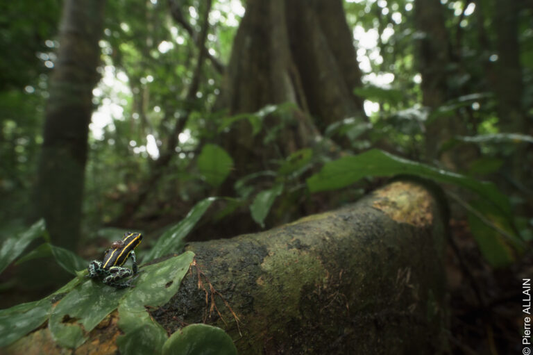 Ecotourisme pour la protection des dendrobates de San Martin (Pérou)